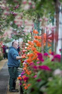 Un jardinero trabaja en los invernaderos reales de Laeken en Bruselas. EFE