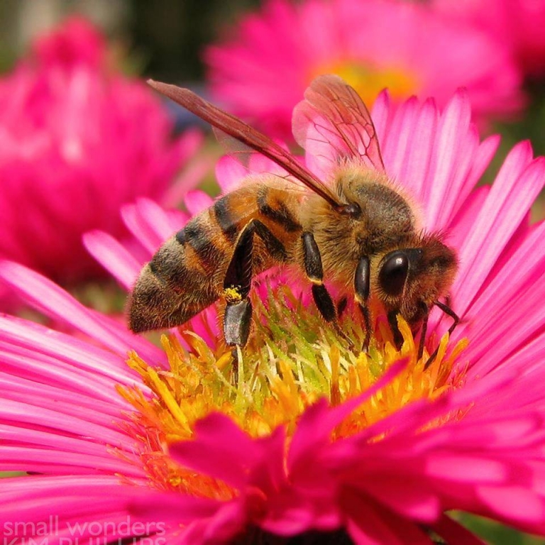 La abeja lleva la vida del planeta sobre sus patas