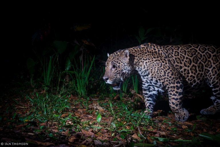 Corredores biológicos son clave en la conservación de los jaguares