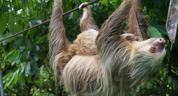 Ecologistas denuncian que santuario de osos perezosos esté ...