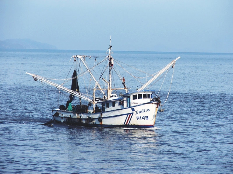 La Propuesta de Ley de Pesca de Camarón es Inconveniente para Costa Rica