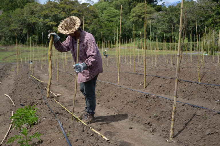 Prácticas agroquímicas afectan la calidad de vida en la Amazonía colombiana