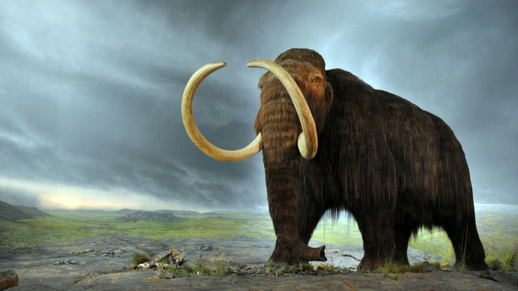Resucitan los deficientes genes mutados de un mamut lanudo postrero –  Diario Digital Nuestro País