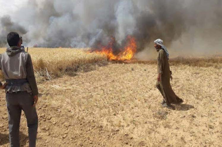 Terroristas queman miles de hectáreas de trigo en Hasakeh, Siria