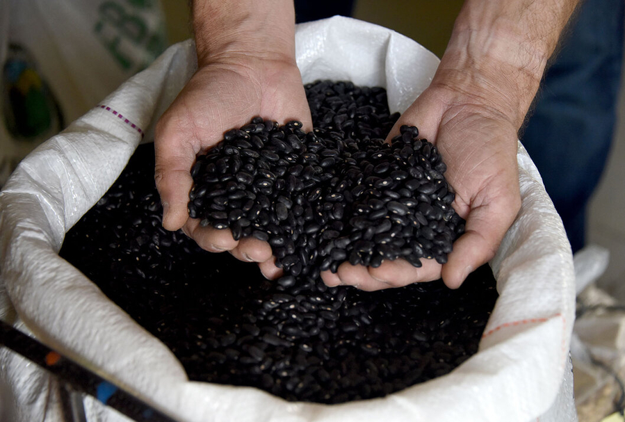 Semilla UCR Así contribuimos para que los frijoles lleguen a su mesa