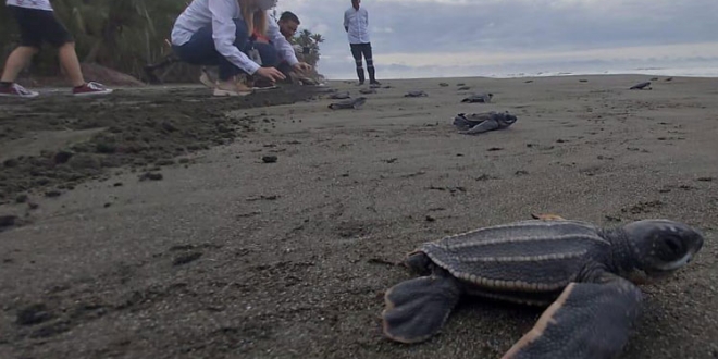 Mas De 70 Mil Tortugas Marinas Liberadas En El Caribe De Costa Rica Diario Digital Nuestro Pais