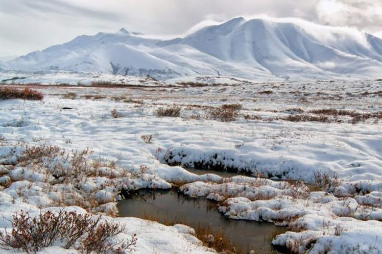 Altas temperaturas incrementan la vegetación en tundra
