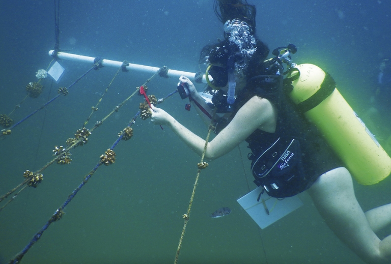 Con técnicas de restauración, procuran repoblar arrecifes de coral del golfo de Papagayo