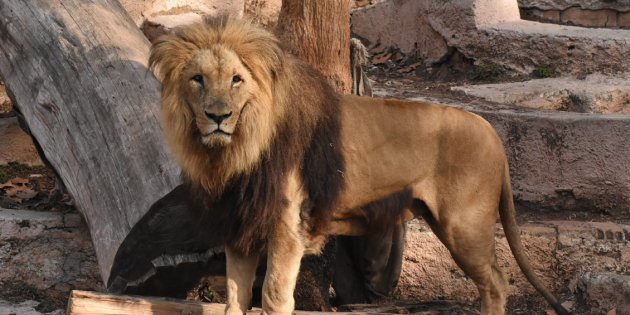 Los leones del zoo de Barcelona pasaron el coronavirus | Diario Digital  Nuestro País