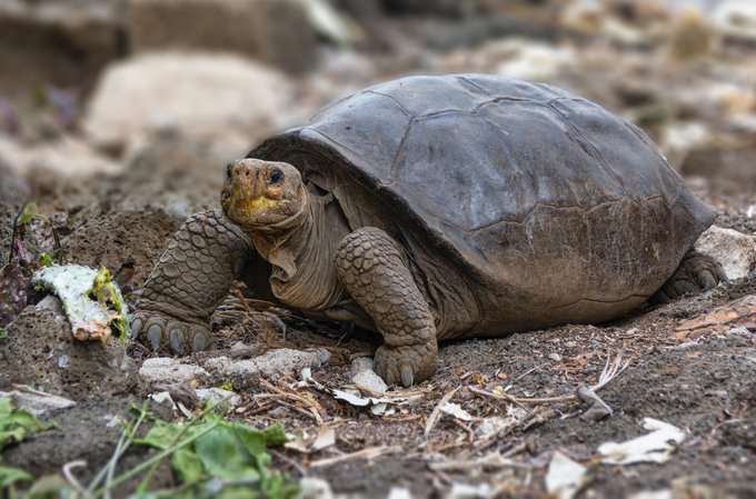 Las tortugas gigantes de Galápagos, un ejemplo de conservación