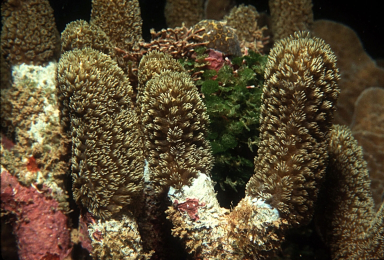 Pionero del estudio de los arrecifes de coral recibe premio internacional