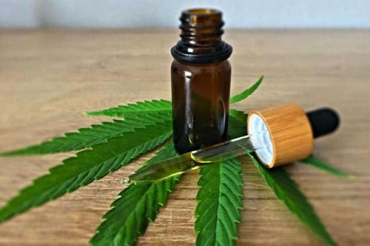 Controversias en Panamá por uso medicinal del cannabis