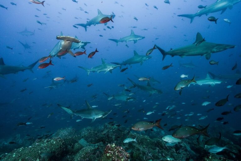 Costa Rica comercializa tiburones en peligro de extinción