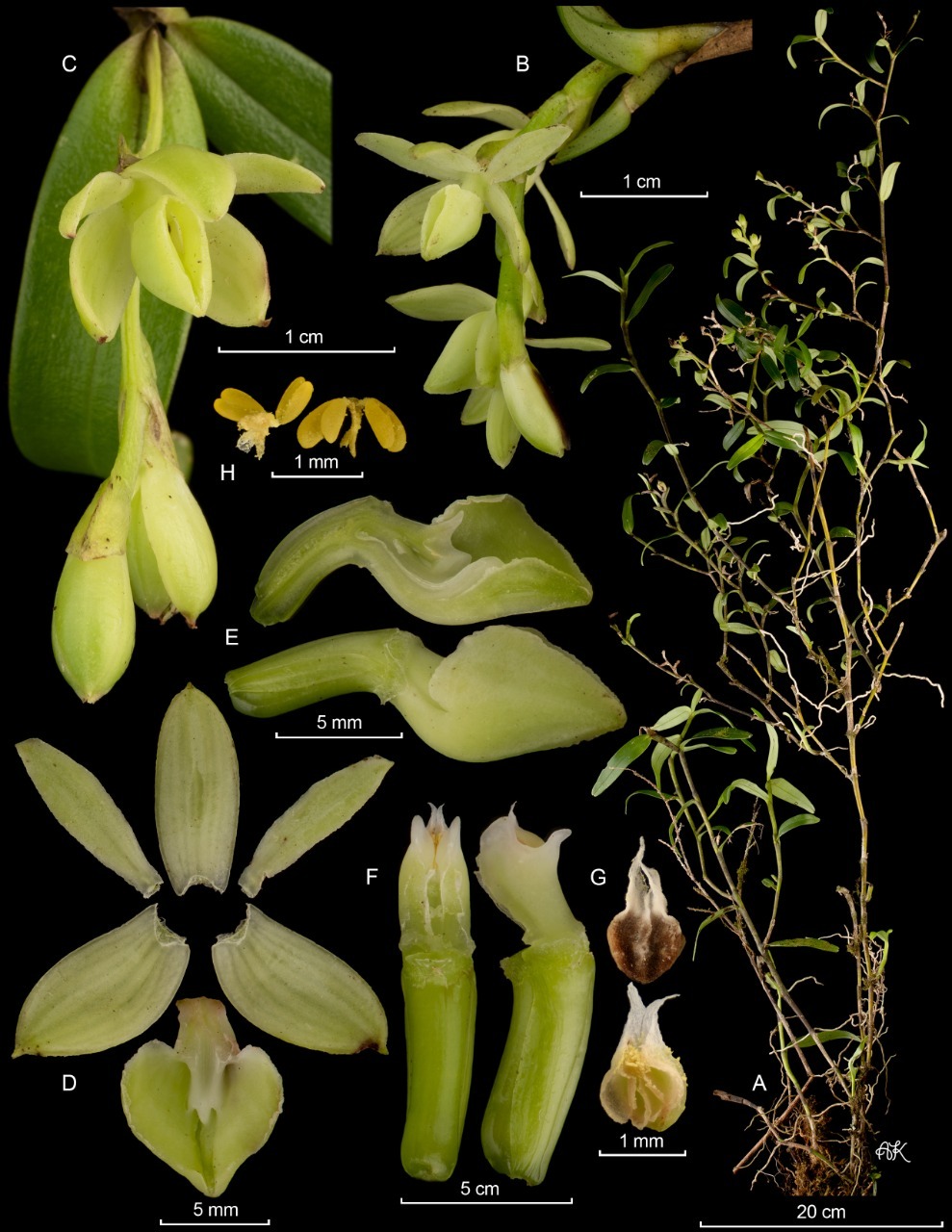 Descubren en Costa Rica 20 nuevas especies de orquídeas en áreas silvestres  protegidas | Diario Digital Nuestro País