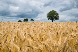 Hungría prohíbe las importaciones de grano ucraniano a partir del 15 de septiembre