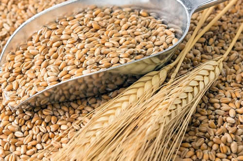 Bolivia depende del trigo importado y su precio aumentará por sanciones a Rusia