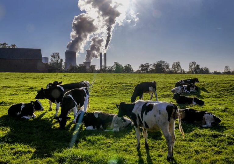 Rumiantes y el clima, ¿qué conocemos sobre el metano? (I)
