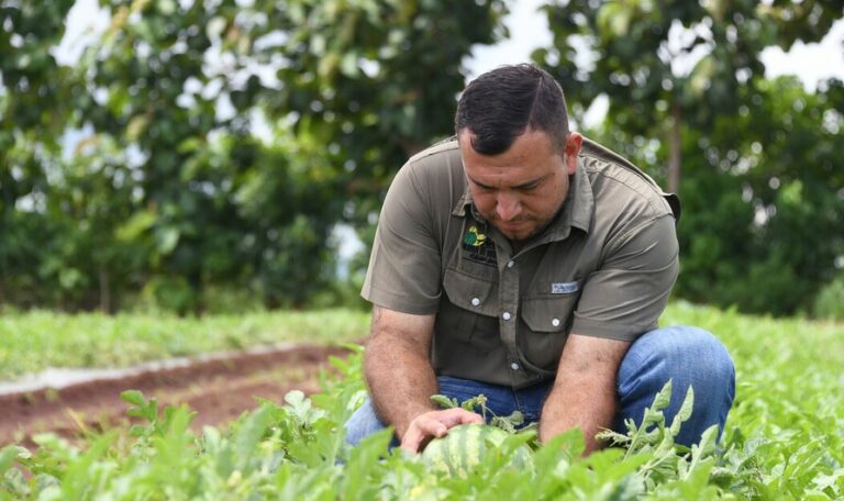 El CIA-UCR con alternativas de control biológico para la producción de melón