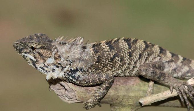 Nueva especie de iguana descubierta en China