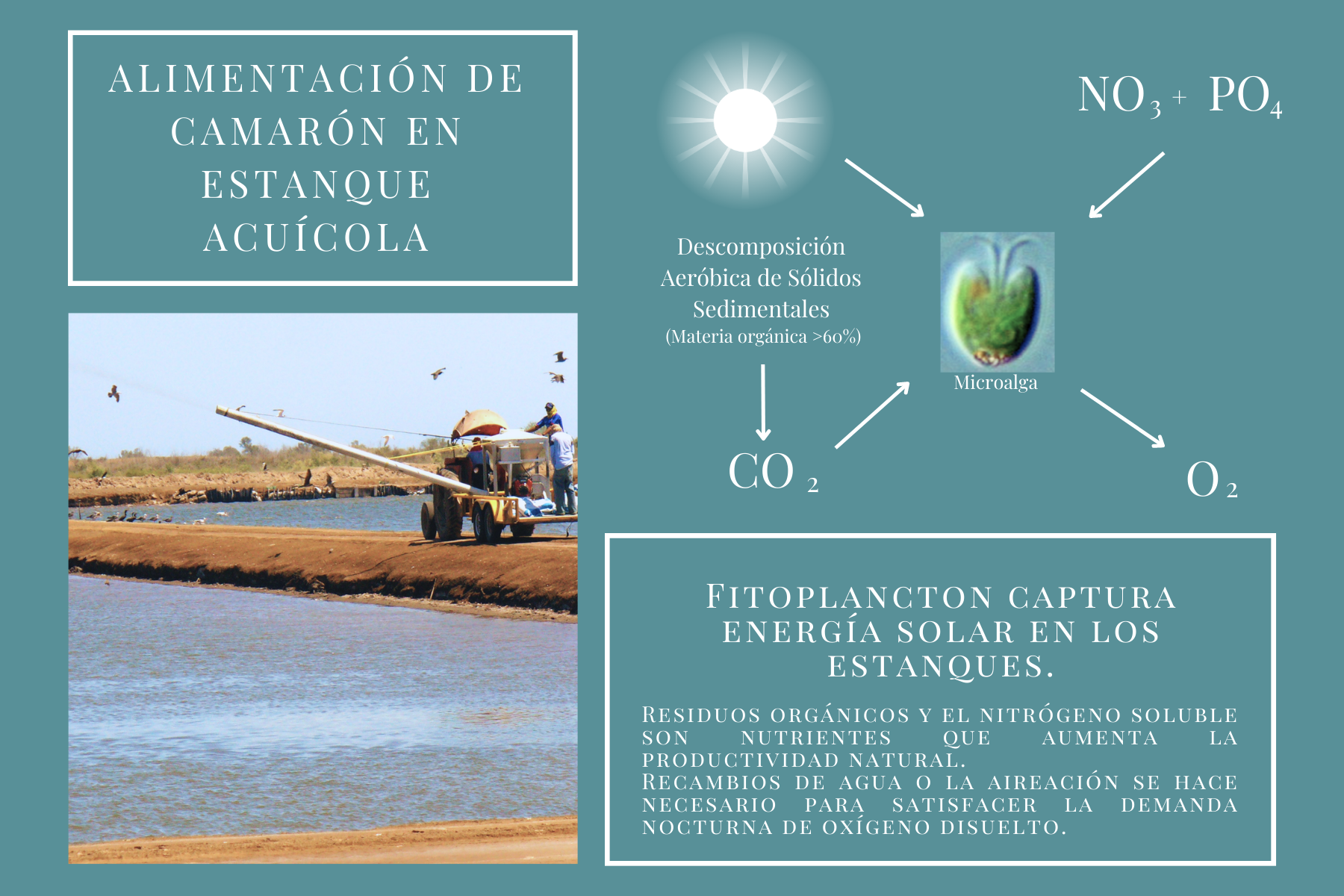 Alimentación de camarón