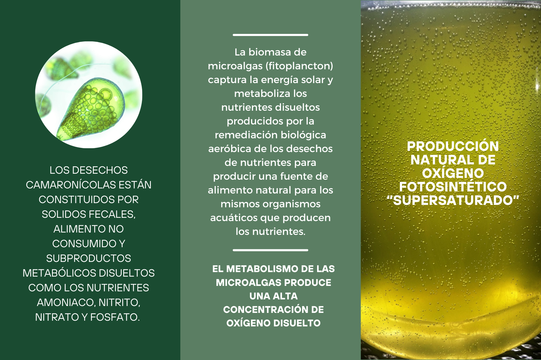 Biomasa