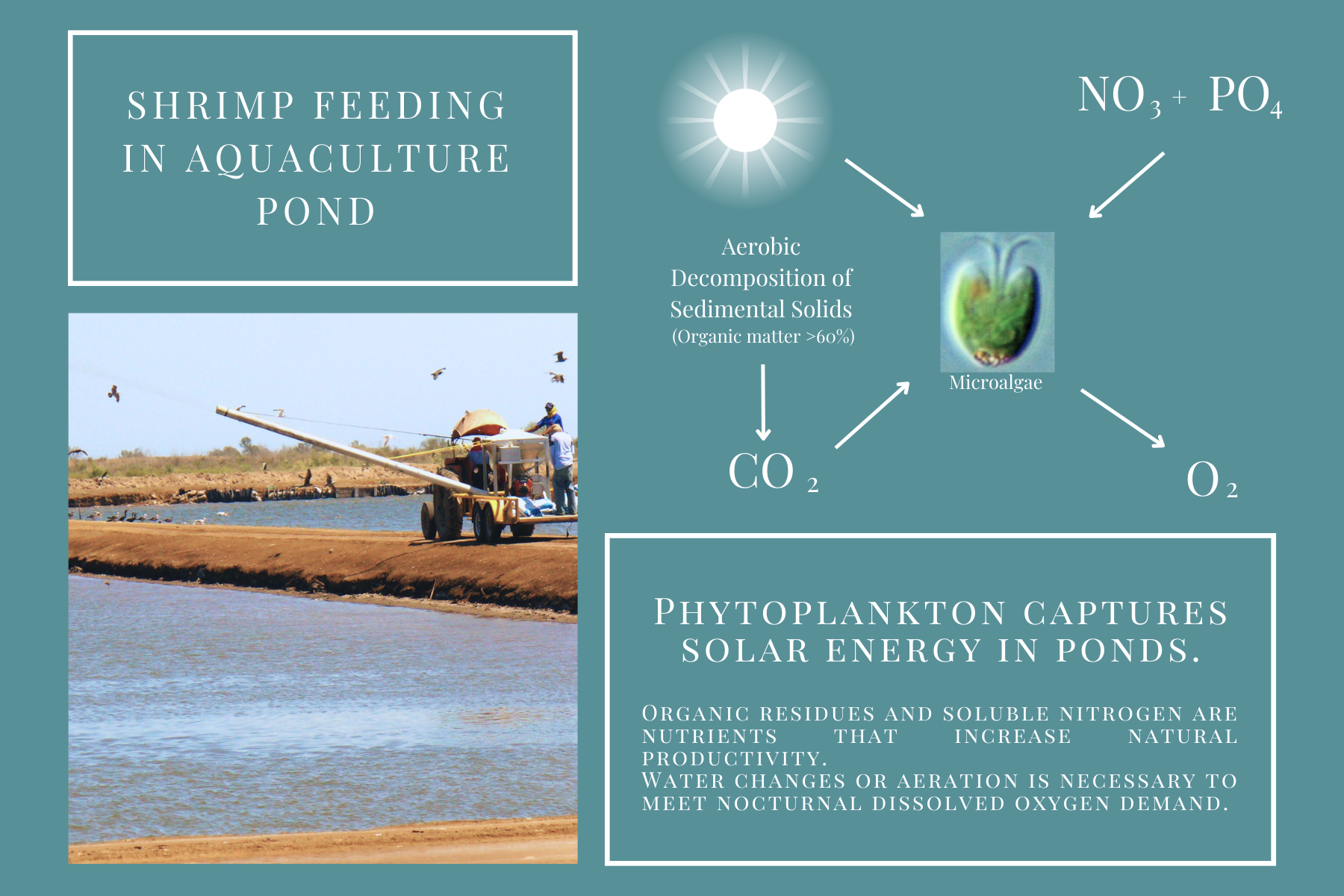 Shrimp Fedding