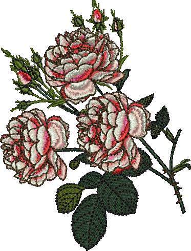High Quality Rose Flowere (9)