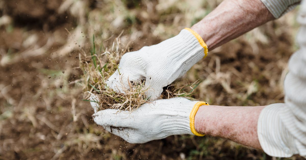 Lawn Upkeep