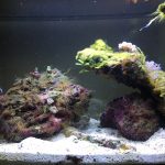 Nano Reef Tank Crashed