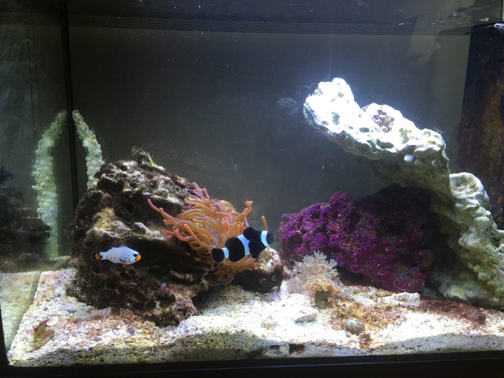 Nano Reef Cleanup - week 3