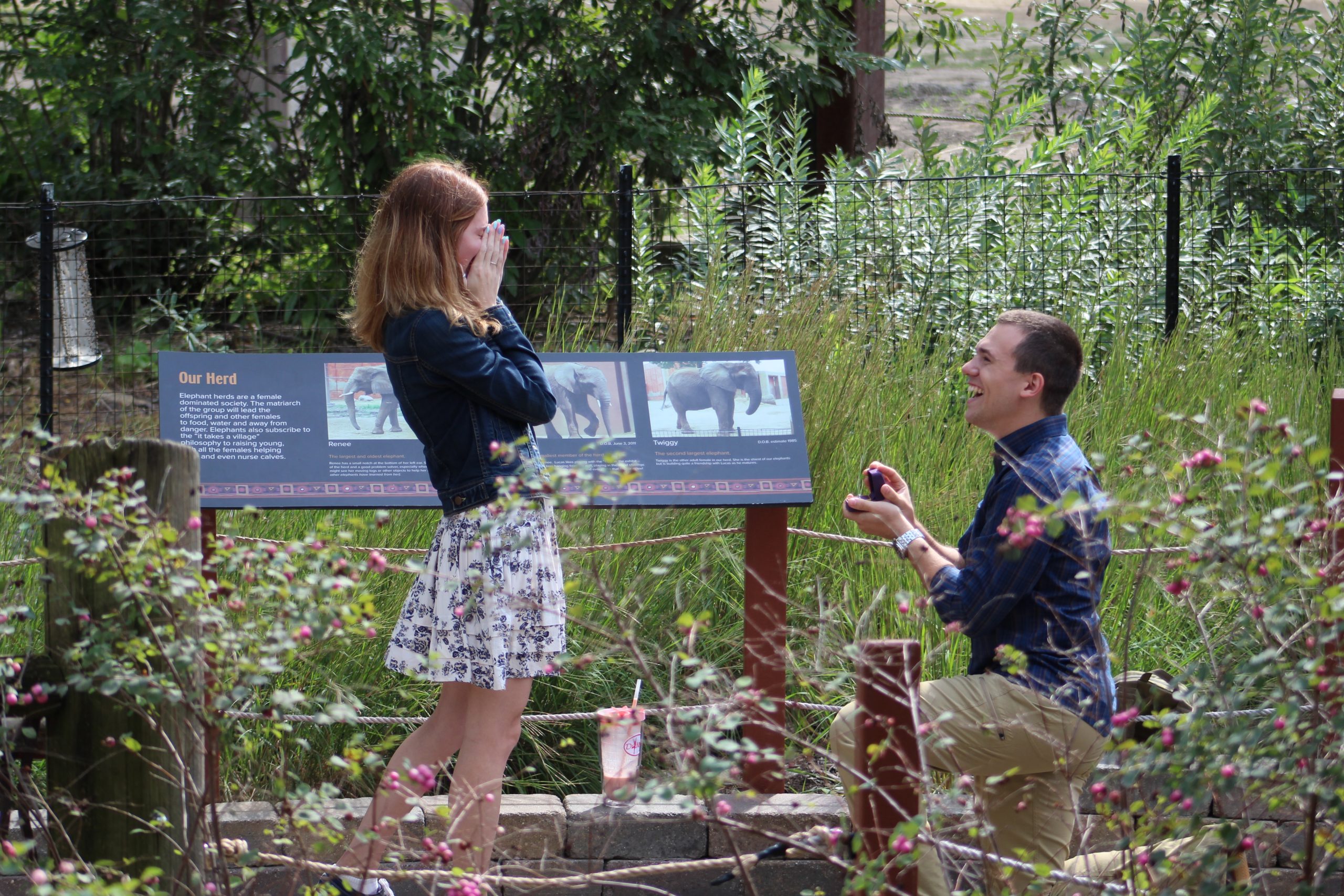 Boyfriend Proposing to His Girlfriend at the Zoo