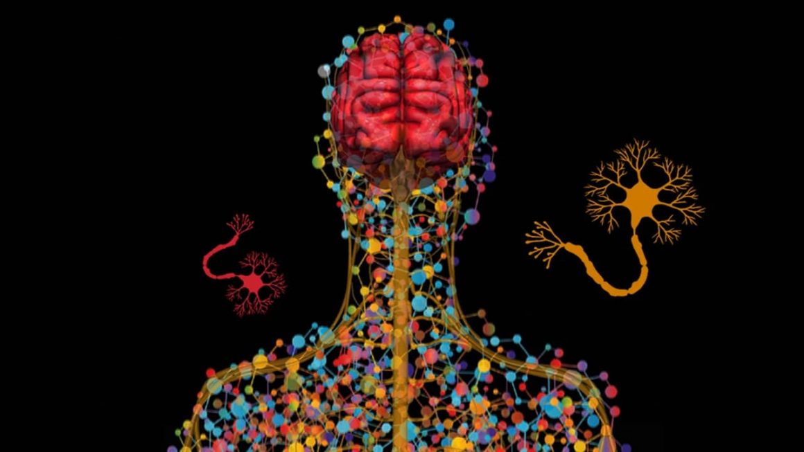 Enfermedades Neurodegenerativas: Tipos Y Diagnóstico | Psyciencia