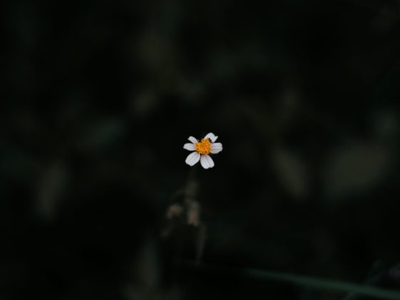 photo of white daisy