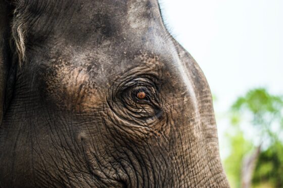 close up photo of elephants eye