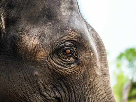 close up photo of elephants eye