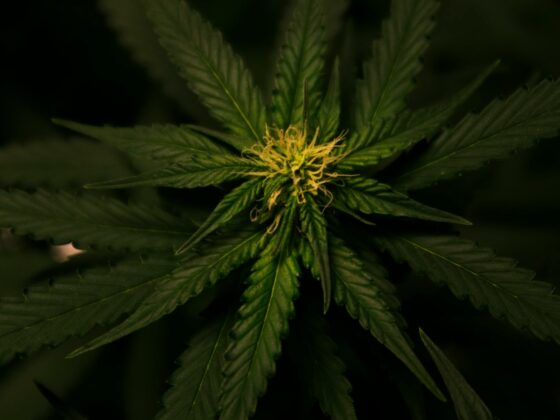 dark green leafed plant