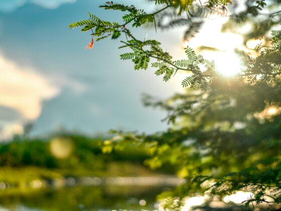 selective focus photo of leaves