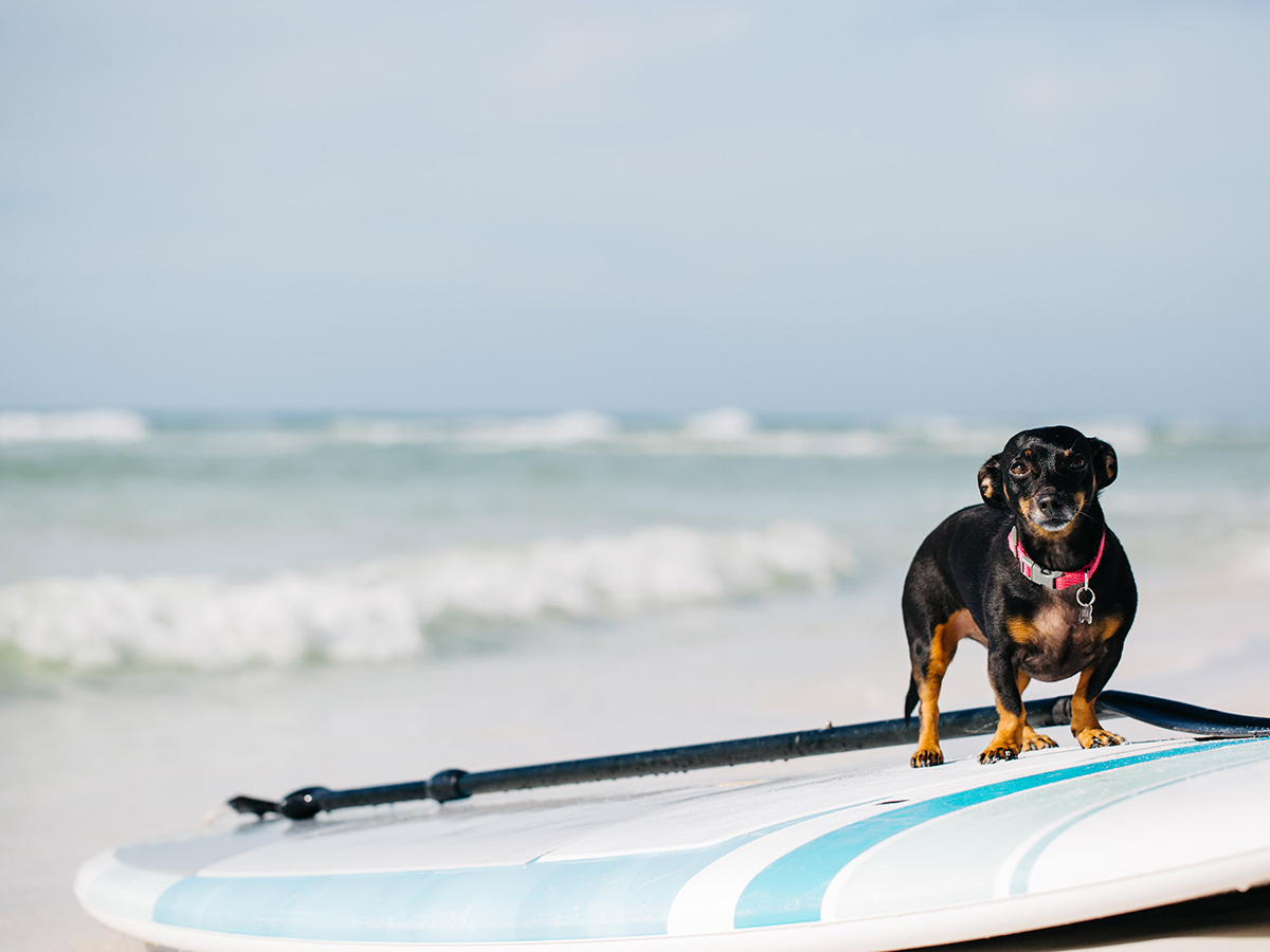 Dog Friendly Beaches Along the Gulf Coast