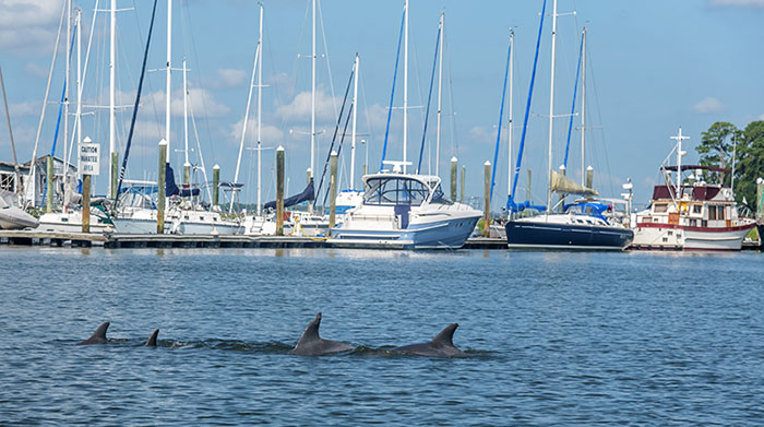 Spot Playful Dolphins In The Wild At These Places In India