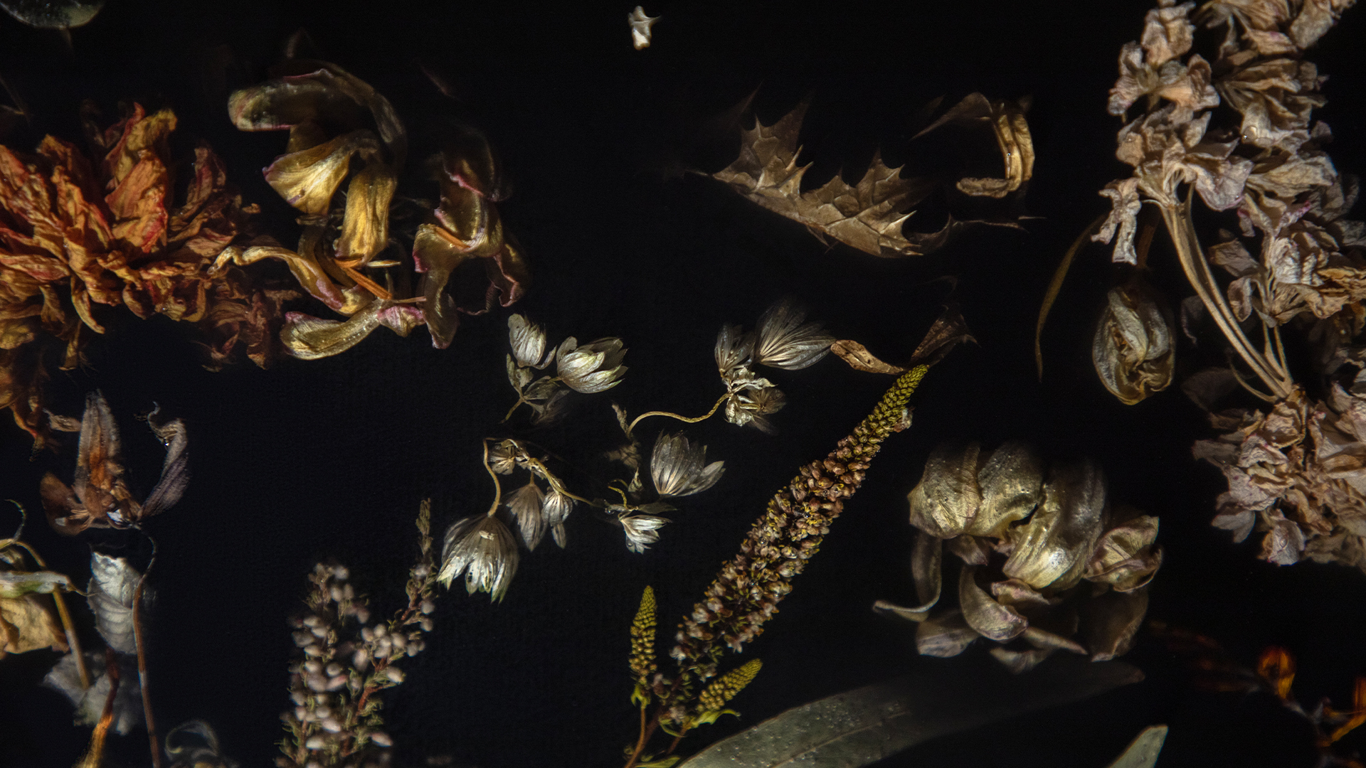 Forum Florum by Marcin Rusak