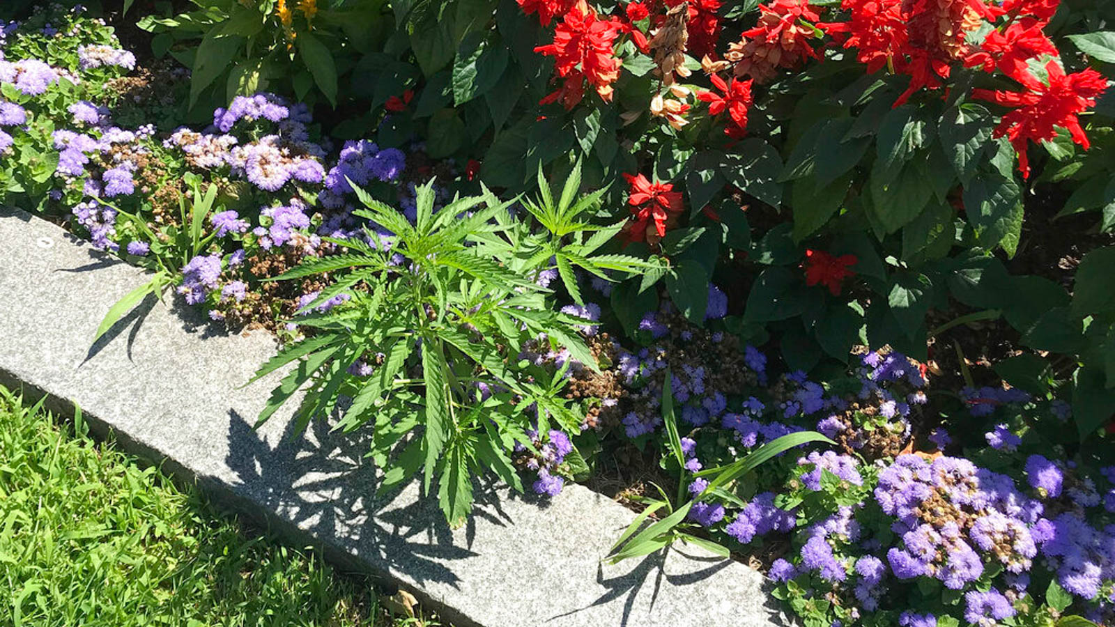 Hidden in Plain Sight, Cannabis Plants Grow Outside ...